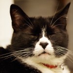 Maggie