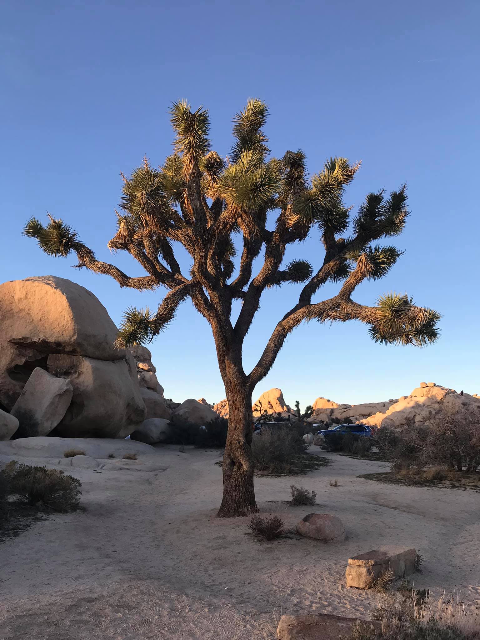 New Year @ Joshua Tree
